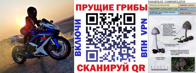 Купить  Геленджик  Псилоцибиновые грибы Psilocybe 